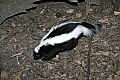 Cincinnati Zoo 390 striped skunk.jpg