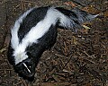 Cincinnati Zoo 392 striped skunk.jpg