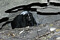 Cincinnati Zoo 400 striped skunk.jpg