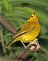 Cincinnati Zoo 425 saffron finch.jpg