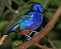 Cincinnati Zoo 432 opal-rumped tanager.jpg