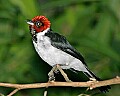 Cincinnati Zoo 438 red-capped cardinal.jpg