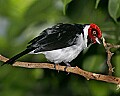 Cincinnati Zoo 441 red-capped cardinal.jpg