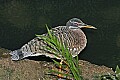 Cincinnati Zoo 453 sunbittern.jpg