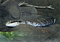 Cincinnati Zoo 458 blue tongued skink.jpg