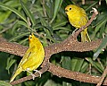 Cincinnati Zoo 460 saffron finch.jpg