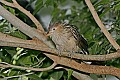 Cincinnati Zoo 463 guira cuckoo.jpg