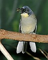 Cincinnati Zoo 473 yellow-throated laughing thrush.jpg