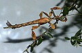 Cincinnati Zoo 491 australian walking stick.jpg