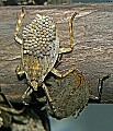 Cincinnati Zoo 499 giant waterbug.jpg