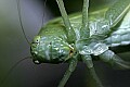 Cincinnati Zoo 512 green leaf katydid.jpg