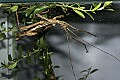 Cincinnati Zoo 516 giant spiny leaf insect.jpg