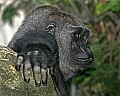 Cincinnati Zoo 519 lowland gorilla.jpg