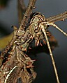 Cincinnati Zoo 530 giant spiny leaf insect.jpg