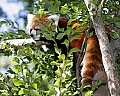 Cincinnati Zoo 540 red panda.jpg