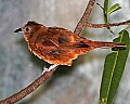 Cincinnati Zoo 574 female white-lined tanager.jpg