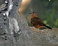 Cincinnati Zoo 582 female white-lined tanager.jpg