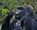 Cincinnati Zoo 583 nose nuggets 1.jpg