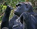 Cincinnati Zoo 584 nose nuggets 2.jpg