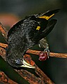 Cincinnati Zoo 589 yellow-rumped cacique.jpg