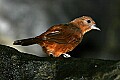 Cincinnati Zoo 594 female white-lined tanager.jpg