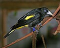 Cincinnati Zoo 600 yellow rumped cacique.jpg