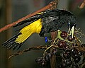 Cincinnati Zoo 604 yellow-rumped cacique.jpg