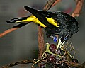 Cincinnati Zoo 606 yellow-rumped cacique.jpg