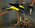 Cincinnati Zoo 608 yellow-rumped cacique.jpg