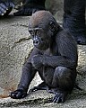 Cincinnati Zoo 627 baby western lowland gorilla.jpg