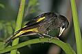 Cincinnati Zoo 628 yellow-rumped cacique.jpg