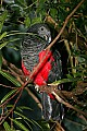 Cincinnati Zoo 630 Pesquet's parrot.jpg