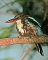 Cincinnati Zoo 634 white-throated kingfisher.jpg