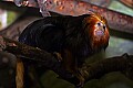 Cincinnati Zoo 749 golden-maned lion tamarin.jpg