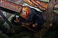 Cincinnati Zoo 751 golden-maned lion tamarin.jpg