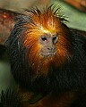 Cincinnati Zoo 752 golden-maned lion tamarin.jpg