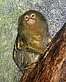 Cincinnati Zoo 755 pygmy marmoset.jpg