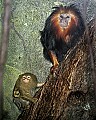 Cincinnati Zoo 760 pygmy marmoset and golden-maned lion tamarin.jpg