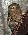 Cincinnati Zoo 768 pygmy marmoset.jpg