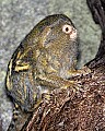 Cincinnati Zoo 769 pygmy marmoset.jpg