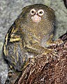 Cincinnati Zoo 770 pygmy marmoset.jpg