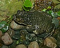 _MG_1621 Puerto Rican Crested Frog.jpg