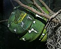 _MG_1628 emerald tree boa.jpg