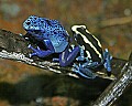 _MG_1630 blue (left) and dyeing poison frog.jpg