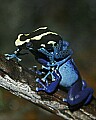 _MG_1632 blue (RIGHT) and dyeing poison frog.jpg