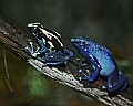 _MG_1633 blue (RIGHT) and dyeing poison frog.jpg