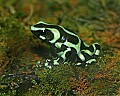 _MG_1635 green poison-arrow frog.jpg