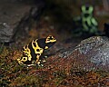 _MG_1636 poison frogs.jpg