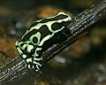 _MG_1638 green poison-arrow frog.jpg