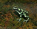 _MG_1641 green poison-arrow frog.jpg